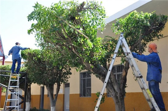 Anuncia Gobierno Municipal conclusión de la temporada de poda