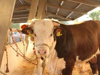 Lanza SDR convocatoria para apoyar a productores ganaderos en la adquisición de sementales bovinos