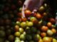 Cuotas a tomates mexicanos lo pagarán en EE.UU., no pueden sustituirnos: Berdegué