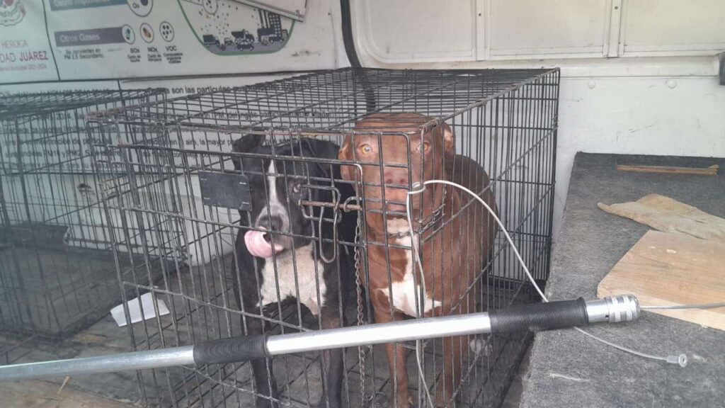 Incita a sus perros para que ataquen a mujer que recolectaba basura; lo detienen