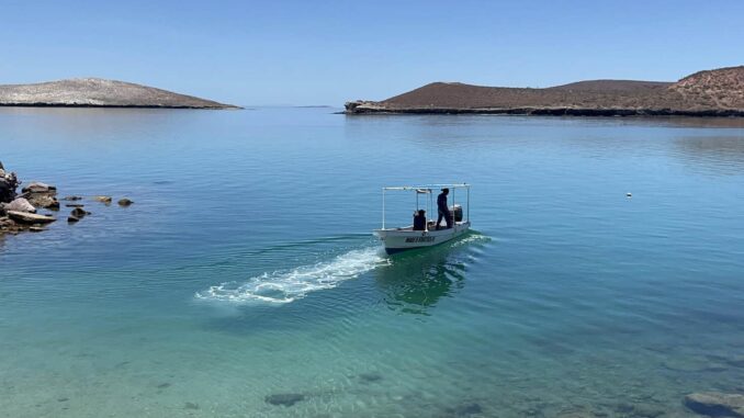 Demandan a gobierno de Trump por poner en peligro a ballenas y tortugas del Golfo de México