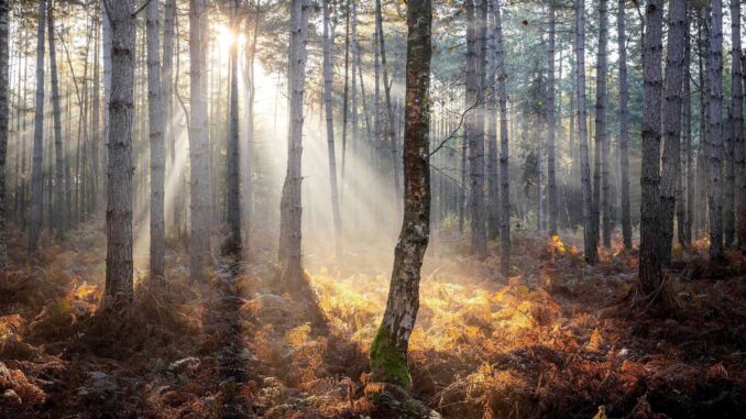 México toma medidas para productos que requieren regulación de la UE contra deforestación