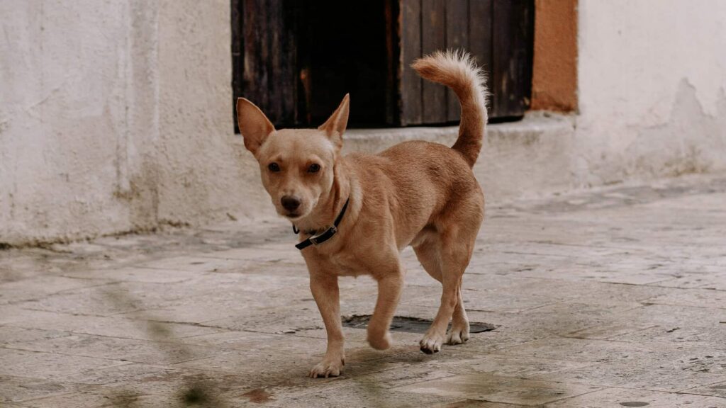 Mascotas también requieren CURP; multa por no tramitarla es de 2 mil pesos