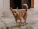 Mascotas también requieren CURP; multa por no tramitarla es de 2 mil pesos