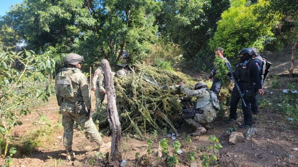 Destruye célula BOI más de 6 mil plantas de marihuana en Moris