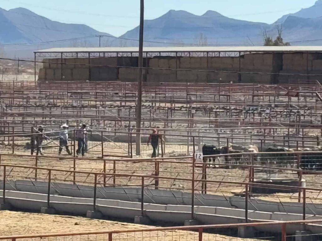 Listas para cruzar a la frontera las primeras 70 mil cabezas de ganado