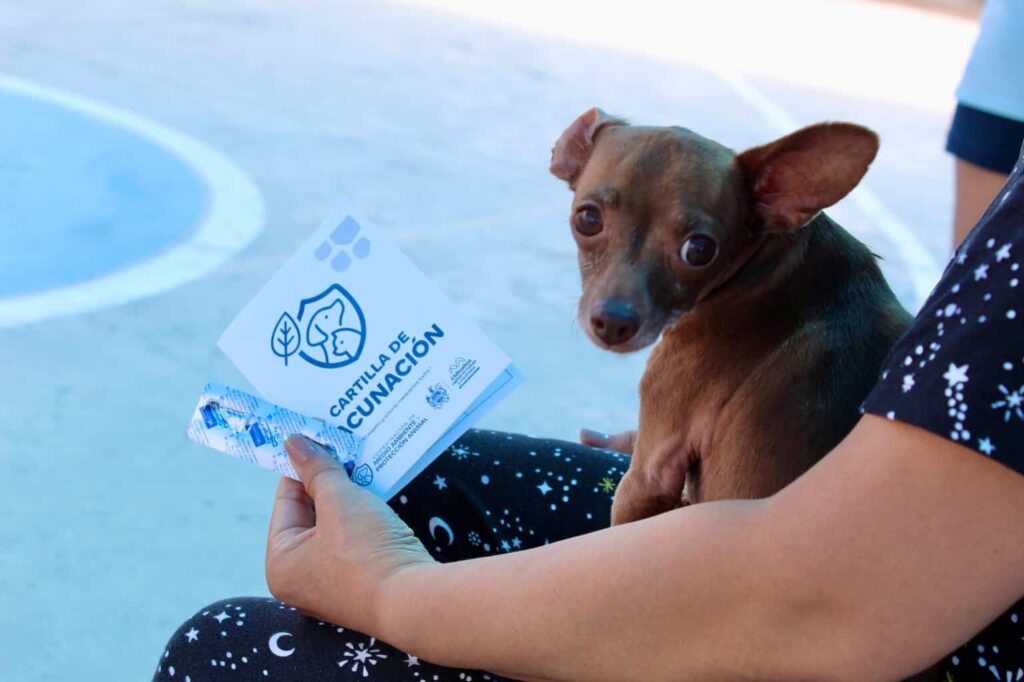 Invita Municipio a vacunar y desparasitar mascotas desde tu auto en Polideportivo