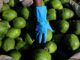 Hallan más de 23 millones en metanfetamina en cargamento de papaya proveniente de México