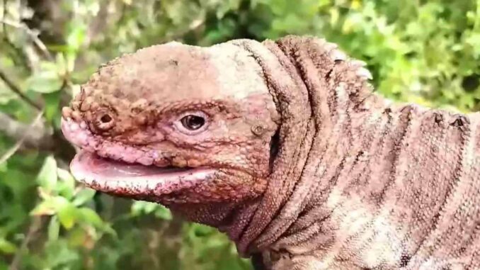 Hallan en Galápagos a dos crías de iguana rosada, especie en peligro crítico de extinción