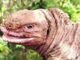 Hallan en Galápagos a dos crías de iguana rosada, especie en peligro crítico de extinción