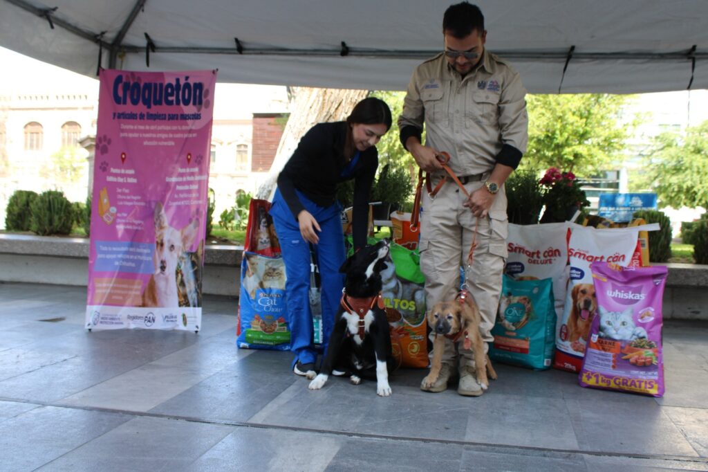 Apoya a perros y gatos vulnerables: invita Municipio al “Croquetón”
