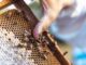 Lanzan convocatoria para acceder a apoyo de azúcar para alimentación de abejas en el estado