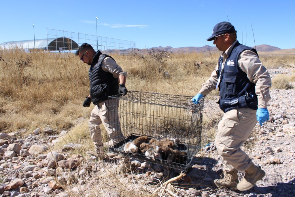 Llama Gobierno Municipal a evitar el abandono de mascotas; es una falta sancionable