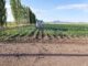 Abre SDR convocatoria de apoyo fiduciario para facilitar financiamiento a productores agropecuarios