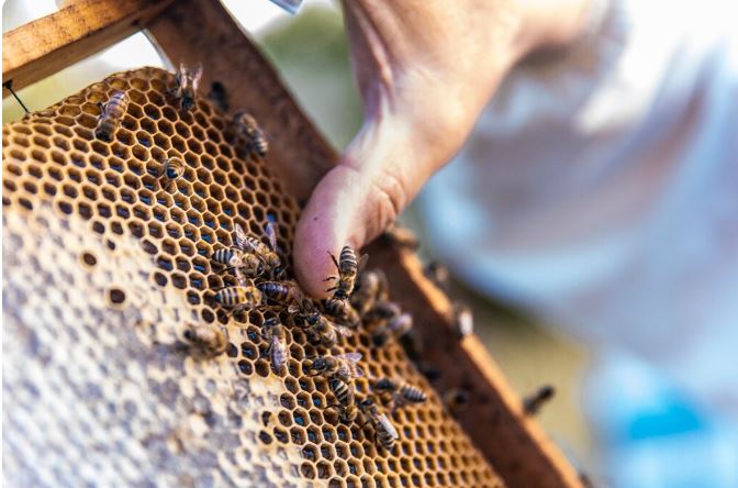 Lanzan convocatoria para acceder a apoyo de azúcar para alimentación de abejas en el estado