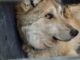 Reintroducen con éxito a familia de lobos mexicanos en Durango
