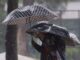 Lluvias en la CDMX: Activan Alerta Amarilla para 11 alcaldías hoy sábado 11 de abril de 2026