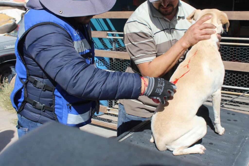 Inicia la primavera y con ella riesgo de rickettsia, cuídate de las garrapatas