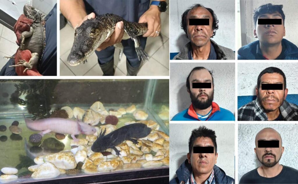 Detienen a narcomenudistas en CDMX; tenían un cocodrilo, ajolotes y una iguana