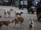 Masivo rescate de perros y gatos en Los Ángeles apunta a ser al mayor caso en EE.UU.