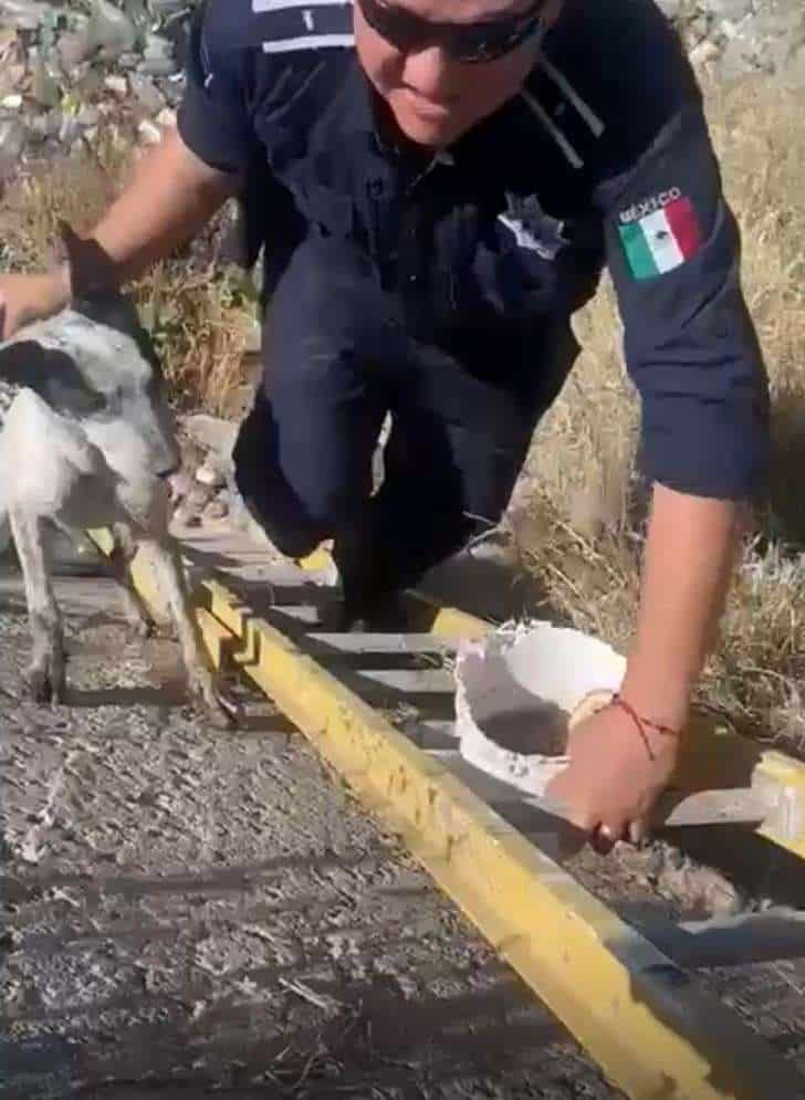 Rescatan a perro atrapado en canal de la colonia Zacatecas