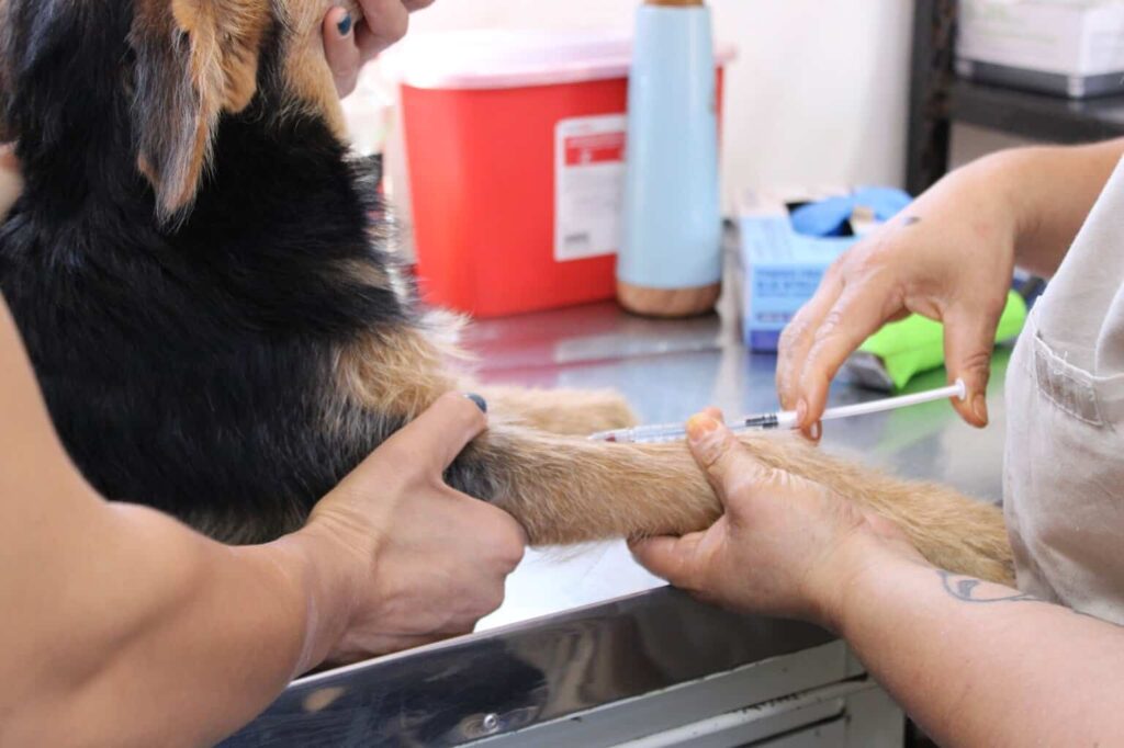 Estará Esterimóvil del Municipio en Jardines del Sol con servicios gratuitos para perros y gatos