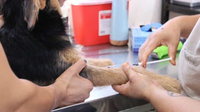 Estará Esterimóvil del Municipio en Jardines del Sol con servicios gratuitos para perros y gatos