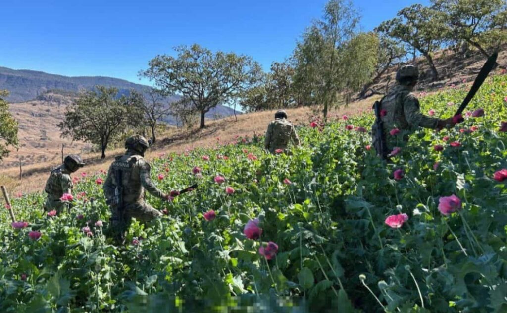 Marina erradica 34 plantíos de amapola en Nayarit