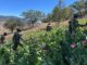 Marina erradica 34 plantíos de amapola en Nayarit
