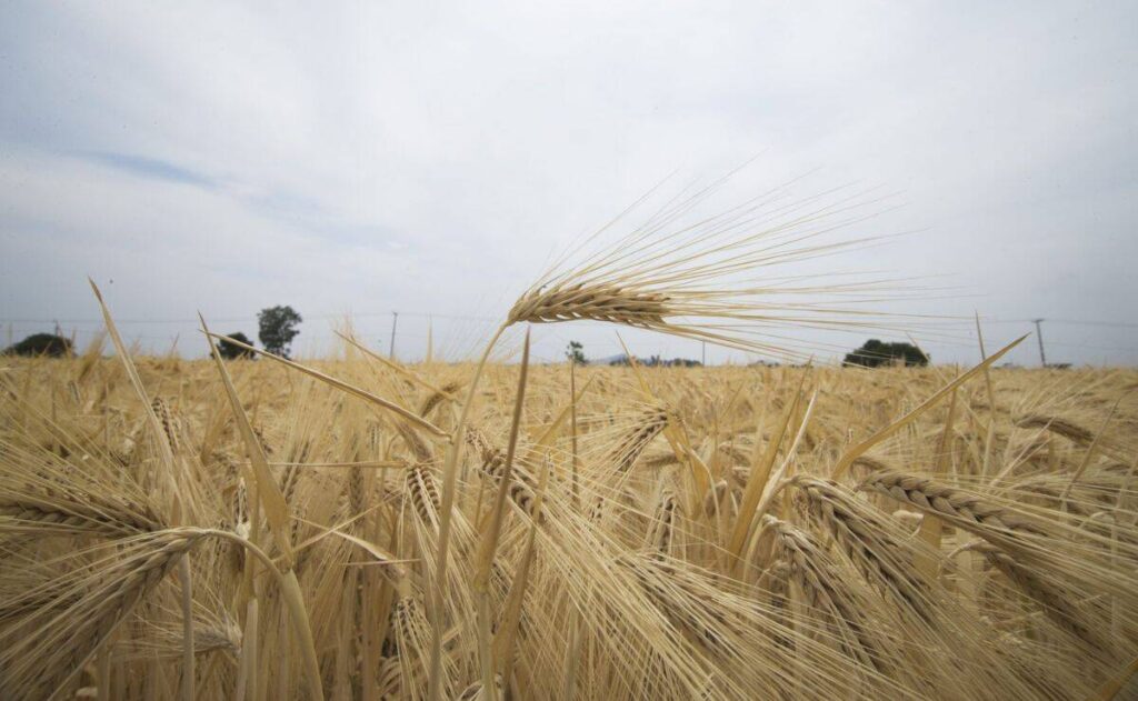 Agricultores critican baja productividad agrícola y dependencia de importaciones