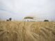 Agricultores critican baja productividad agrícola y dependencia de importaciones