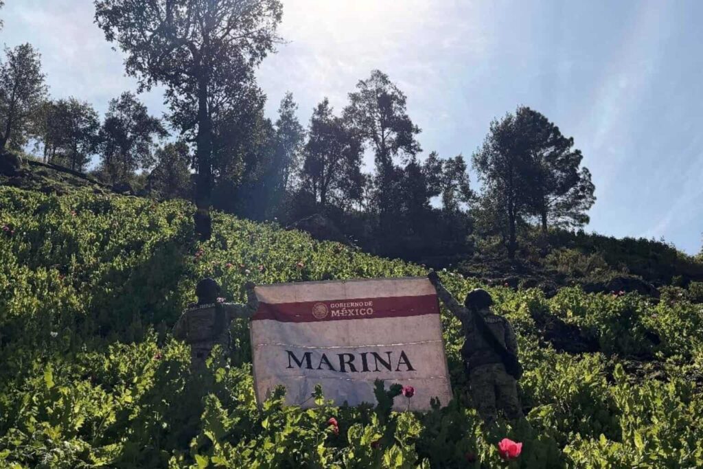 Marina destruye 34 plantíos de amapola en Nayarit