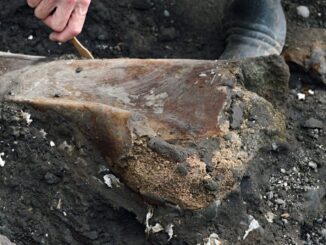 Hallan fósiles de perezoso gigante y mastodonte en Costa Rica