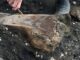 Hallan fósiles de perezoso gigante y mastodonte en Costa Rica